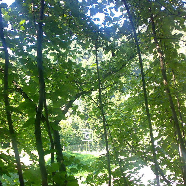 Foto von Wald durch Laub auf Lichtung